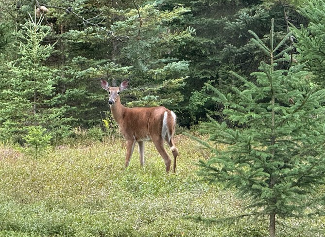 Les chevreuils de la région de Mont-Tremblant : observer et cohabiter