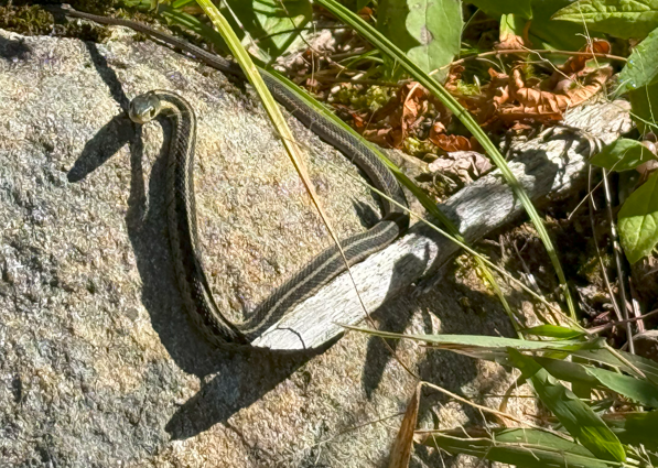 La couleuvre rayée : une alliée précieuse de notre écosystème