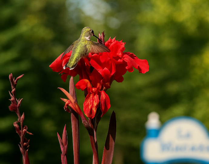 Colibri à gorge rubis en vol devant une fleur rouge