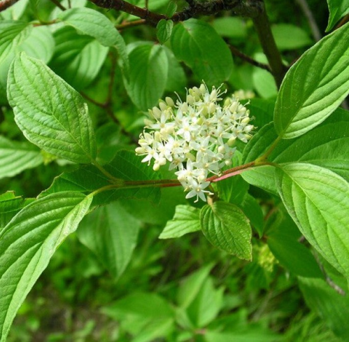 Cornouiller stolonifère et saules arbustifs
