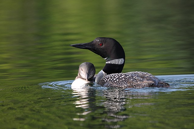 Huard à collier sur un lac calme