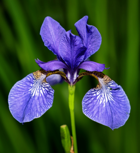 Iris versicolore, quenouilles, plantes émergentes